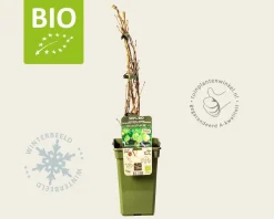 Ribes Easycrisp 'Lady Sun' - BIO