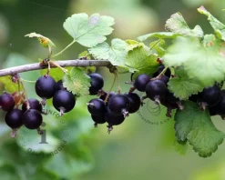 Ribes nidrigolaria 'Josta'