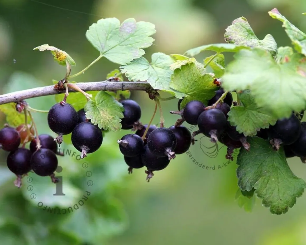 Ribes nidrigolaria 'Josta'