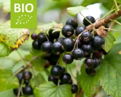 Ribes nigrum Lowberry 'Little Black Sugar' - BIO