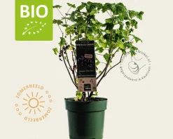 Ribes nigrum Lowberry 'Little Black Sugar' - BIO