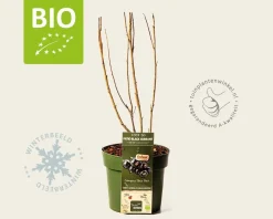 Ribes nigrum Lowberry 'Little Black Sugar' - BIO