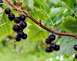 Ribes nigrum 'Titania