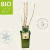 Ribes nigrum 'Titania' - BIO