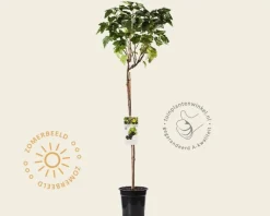 Ribes nigrum 'Titania' op stam