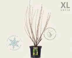 Ribes nigrum 'Titania' - XL