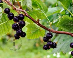 Ribes nigrum 'Titania' - XL