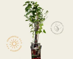 Ribes 'Quattro bes'
