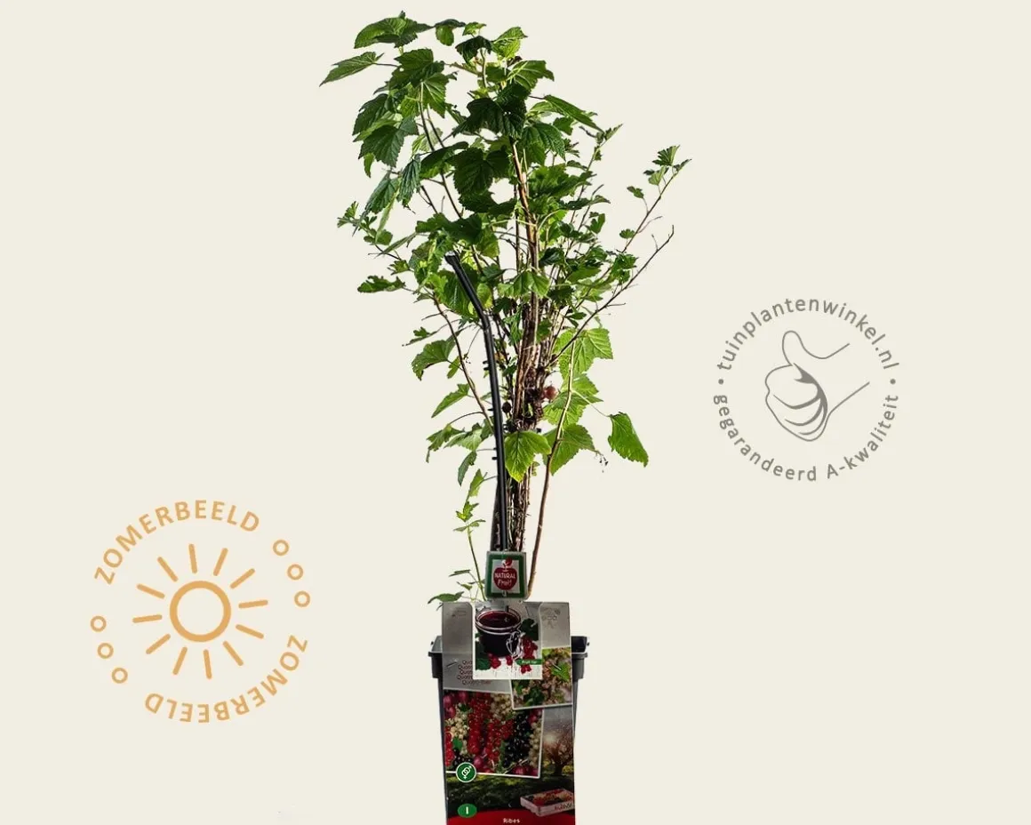 Ribes 'Quattro bes'