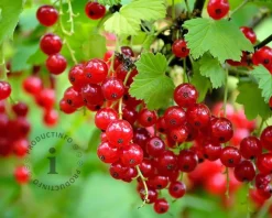 Ribes rubrum 'Jonkheer Van Tets'