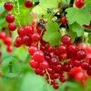 Ribes rubrum 'Jonkheer van Tets' - XL