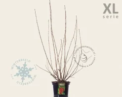 Ribes rubrum 'Jonkheer van Tets' - XL