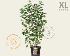 Ribes rubrum 'Jonkheer van Tets' - XL