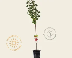 Ribes rubrum 'Jonkheer van Tets' op stam