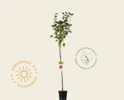 Ribes rubrum 'Jonkheer van Tets' op stam