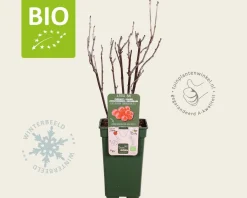 Ribes rubrum 'Jonkheer Van Tets' - BIO