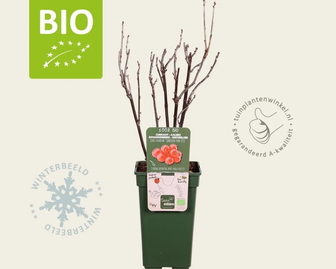 Ribes rubrum 'Jonkheer Van Tets' - BIO