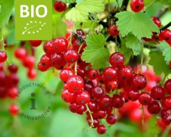 Ribes rubrum 'Jonkheer Van Tets' - BIO