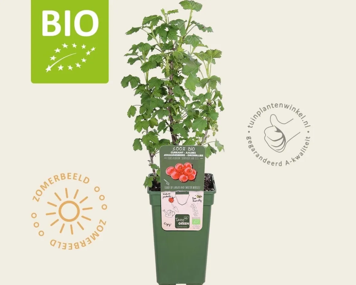 Ribes rubrum 'Jonkheer Van Tets' - BIO