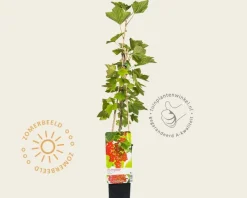 Ribes rubrum 'Rovada'