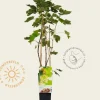 Ribes rubrum - Witte Bes-