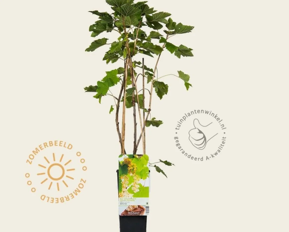 Ribes rubrum - Witte Bes-