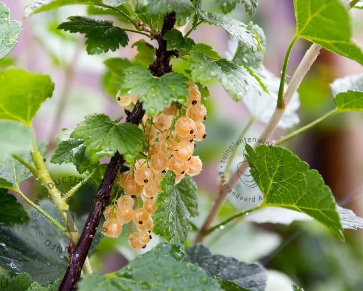 Ribes rubrum - Witte Bes-