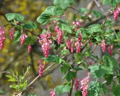 Ribes sanguineum 'King Edward VII' - XL