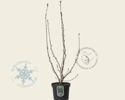 Ribes sanguineum 'King Edward VII'