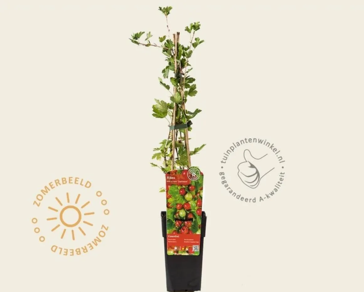 Ribes uva-crispa 'Captivator'