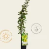 Ribes uva-crispa 'Hinnonmaki Grun'