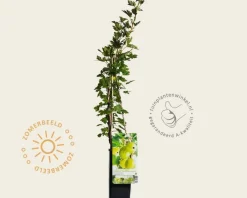 Ribes uva-crispa 'Hinnonmaki Grun'