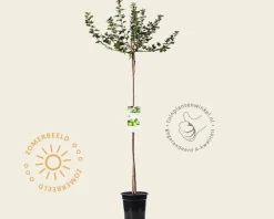 Ribes uva-crispa 'Hinnonmaki Grun' op stam