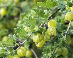 Ribes uva-crispa 'Hinnonmaki Grun' op stam