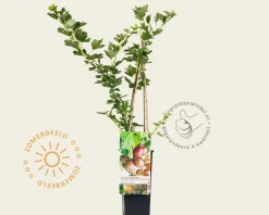 Ribes uva-crispa 'Hinnonmaki Rod'
