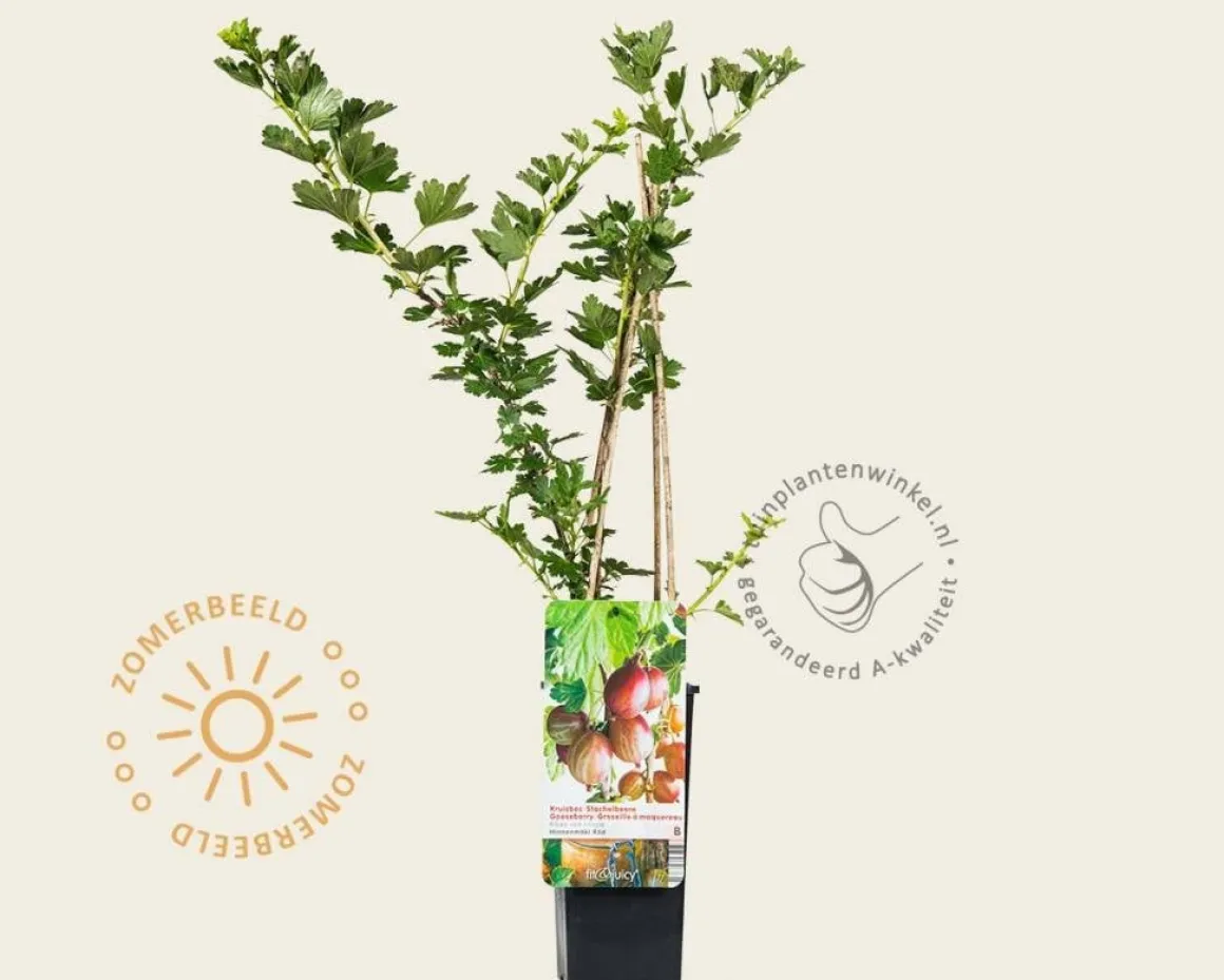 Ribes uva-crispa 'Hinnonmaki Rod'
