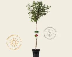 Ribes uva-crispa 'Hinnonmaki Rod' op stam