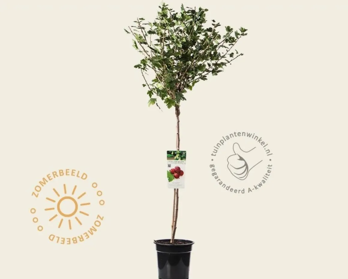 Ribes uva-crispa 'Hinnonmaki Rod' op stam