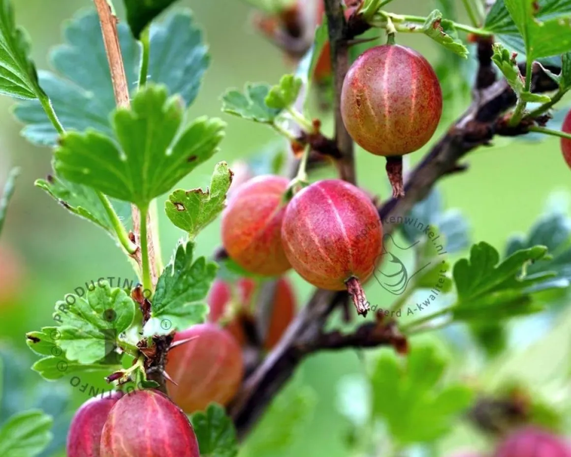 Ribes uva-crispa 'Hinnonmaki Rod' op stam