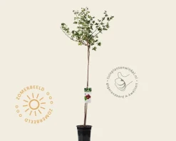 Ribes uva-crispa 'Hinnonmaki Rod' op stam