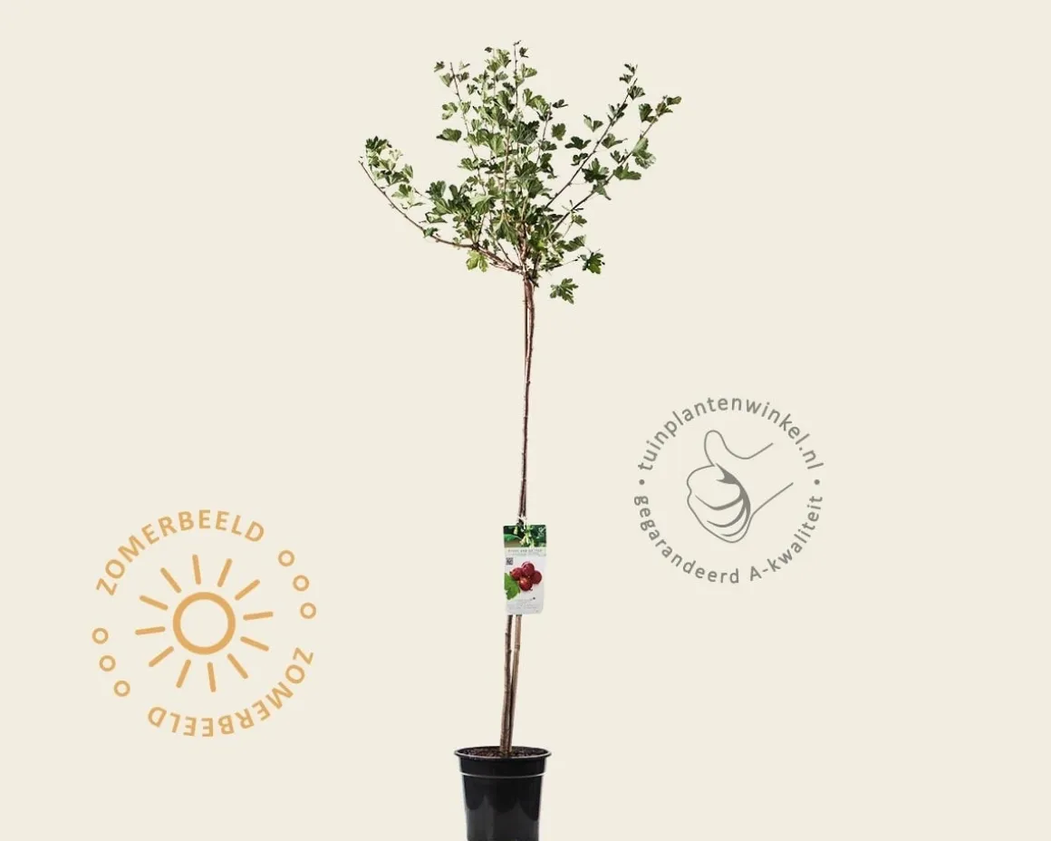Ribes uva-crispa 'Hinnonmaki Rod' op stam