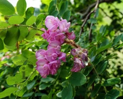 Robinia margaretta 'Casque Rouge'