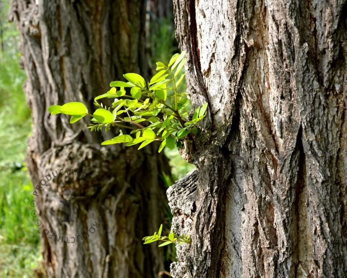 Robinia pseudo-acacia 'Frisia'
