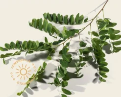 Robinia pseudoacacia 'Umbraculifera' - op stam
