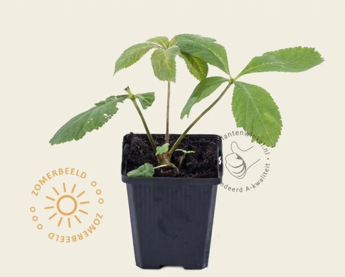 Rodgersia aesculifolia