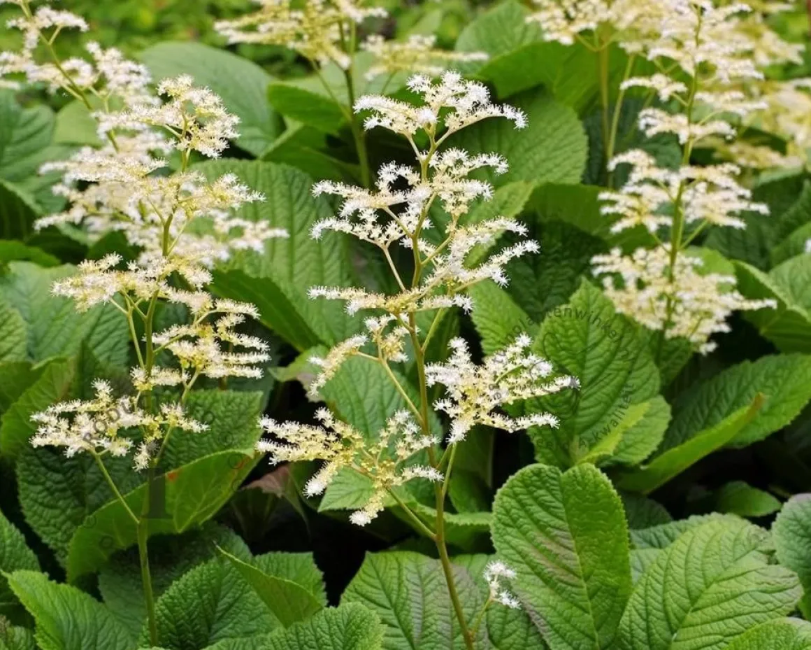 Rodgersia aesculifolia