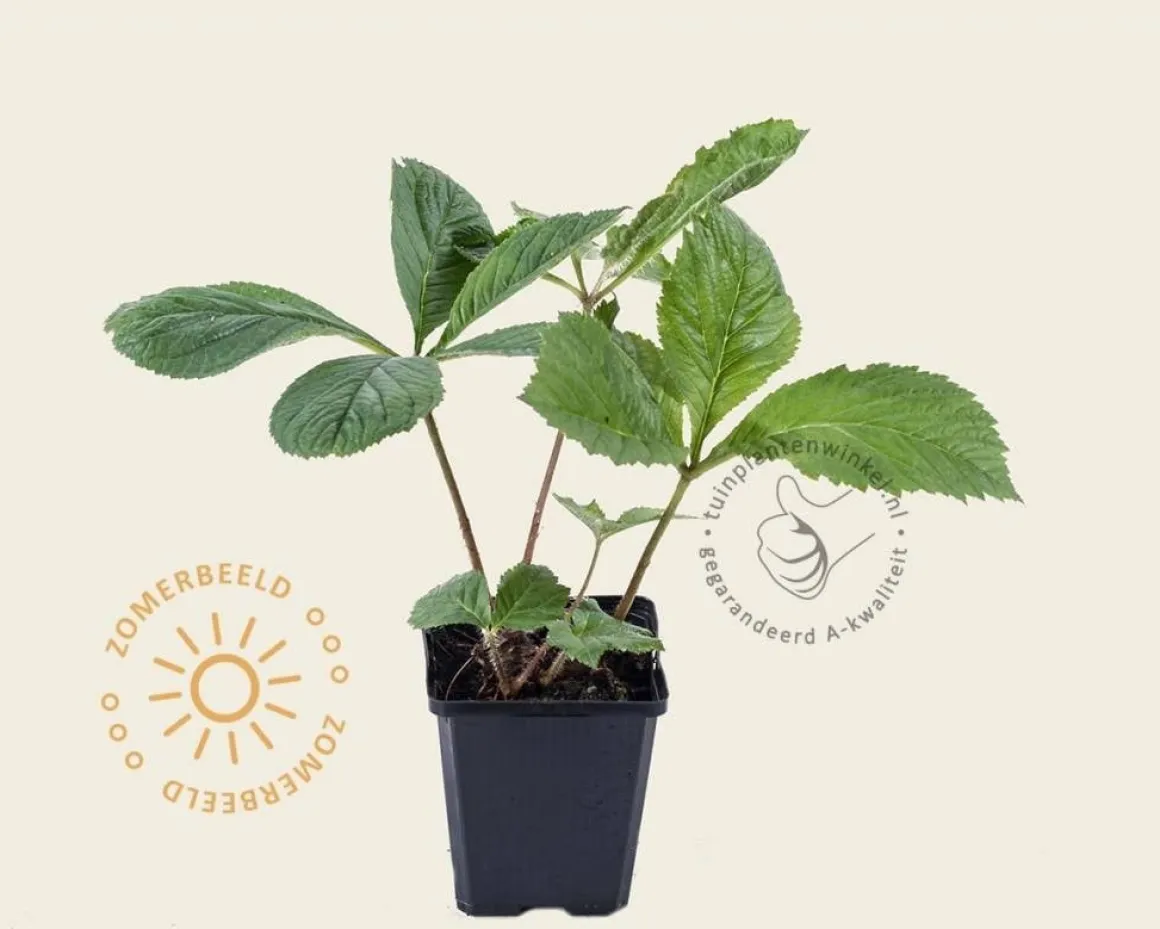 Rodgersia pinnata