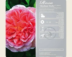 Rosa 'Abraham Darby' - op stam
