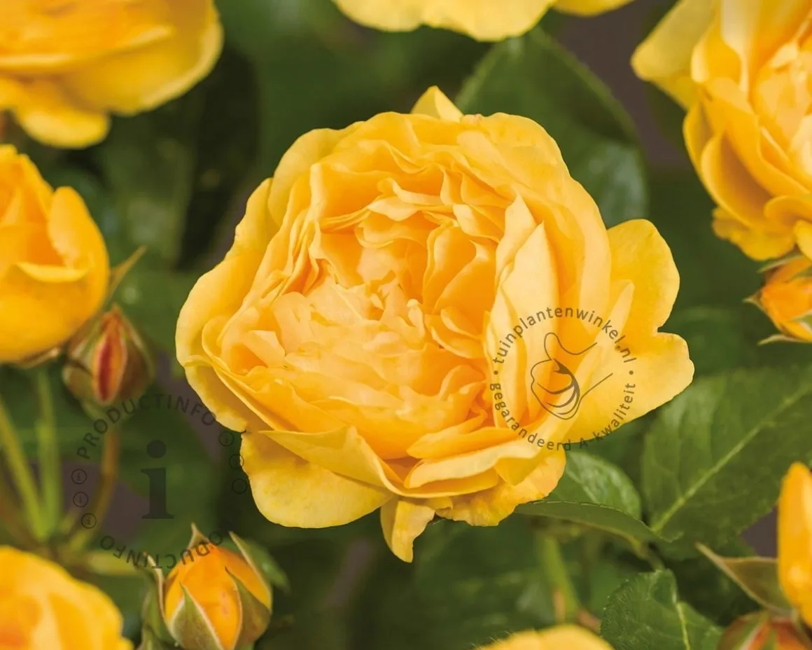 Rosa 'Absolutely Fabulous'