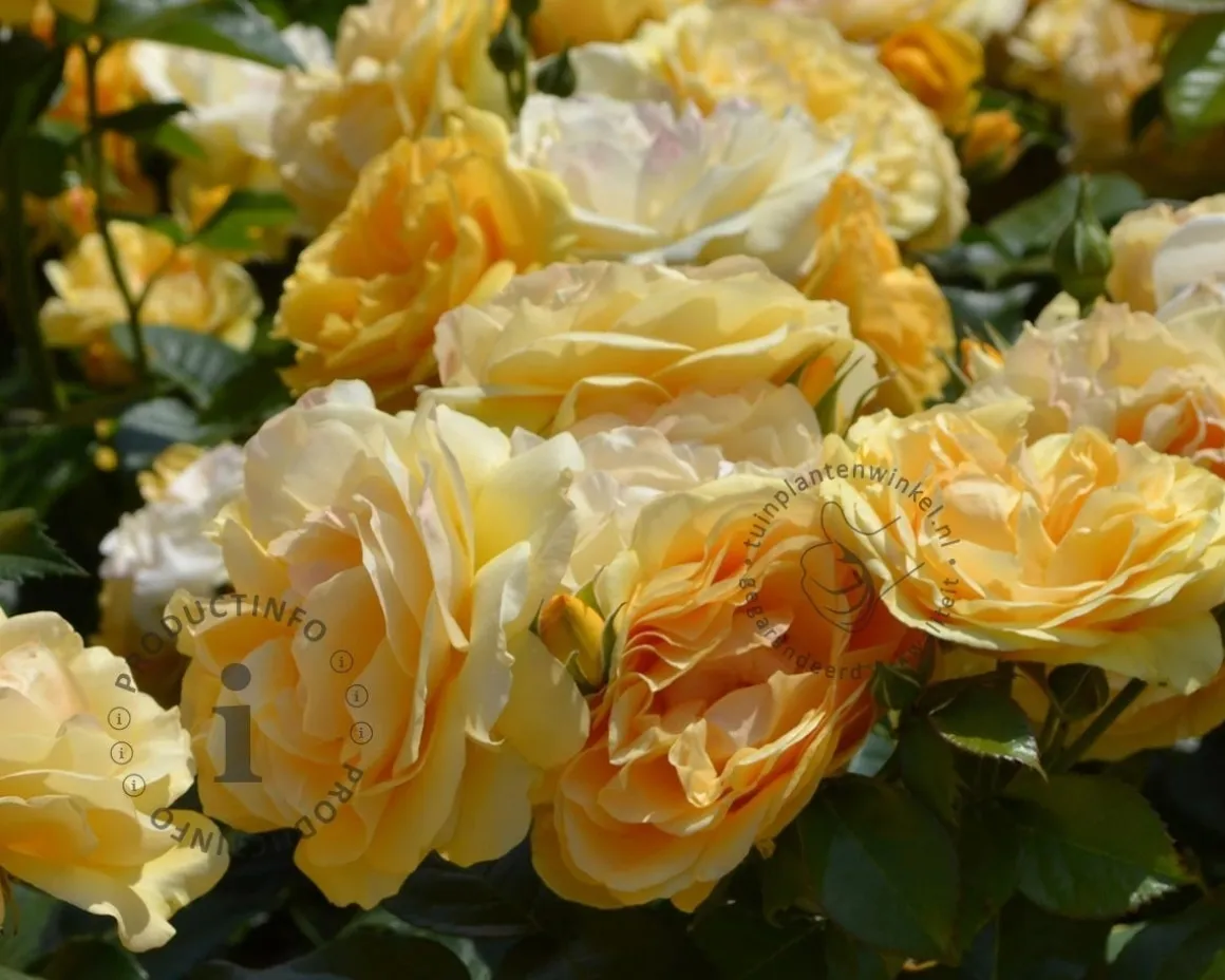 Rosa 'Absolutely Fabulous' - op stam